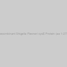Image of Recombinant Shigella Flexneri cysE Protein (aa 1-273)